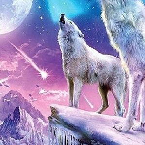 Meet your Posher, Dee